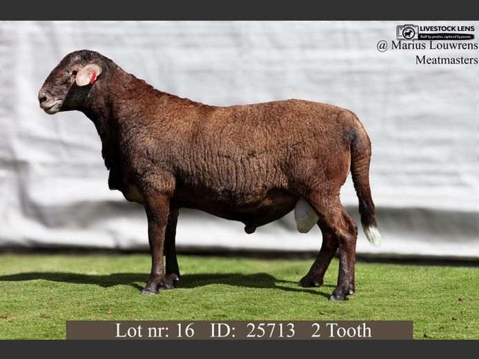 25713 | Marius Louwrens Meatmasters