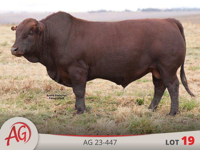 AG230447 | ARTHUR DE VILLIERS & SEUN