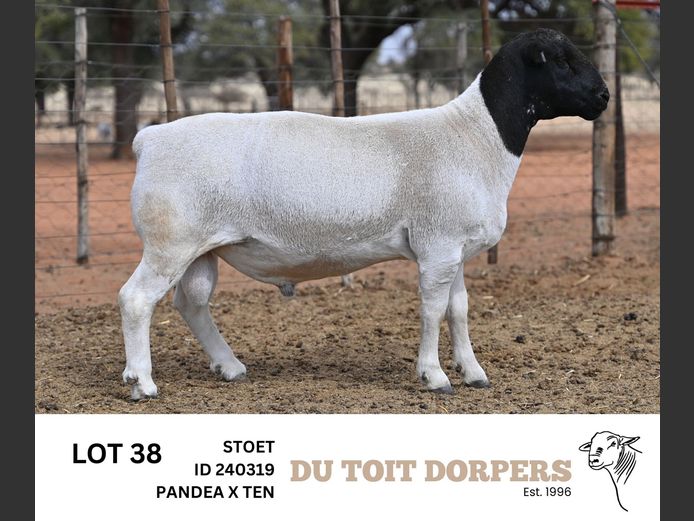 240319 | DU TOIT DORPERS