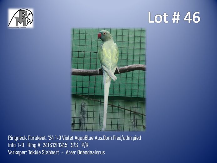 1-0 '24 Ringneck Parakeet: Violet AquaBlue Aus.Dom.Pied/adm.pied - Tokkie Slabbert