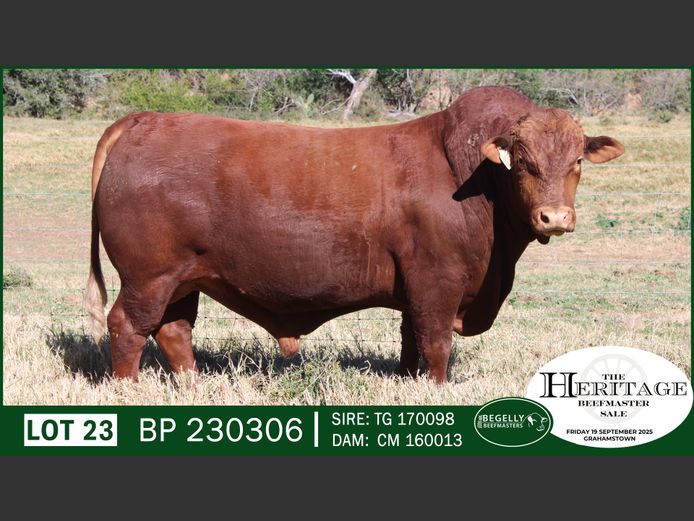 BP230306 | BEGELLY BEEFMASTERS