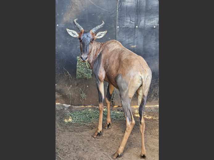 TSESSEBE | H. BODEMER