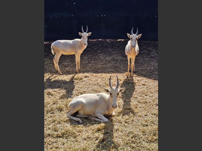 WHITE BLESBOK | D. DE KOCK