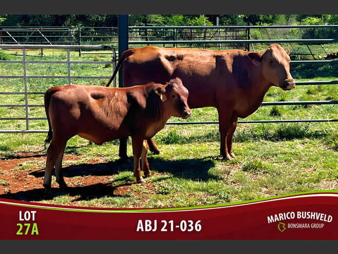 Commercial Animals | Barwick Bonsmaras
