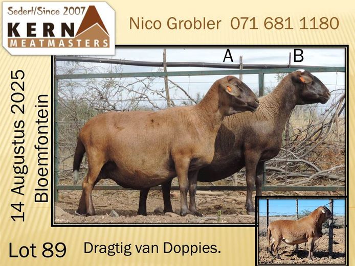 KERN 20 0311 | AANGETEKEN | Nico Grobler - Kern Meatmasters