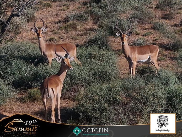Impala Rams