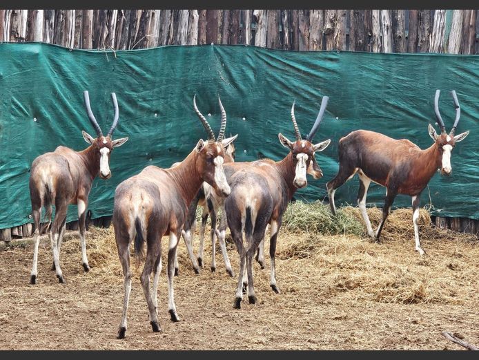 BLESBOK | VISSER WILD