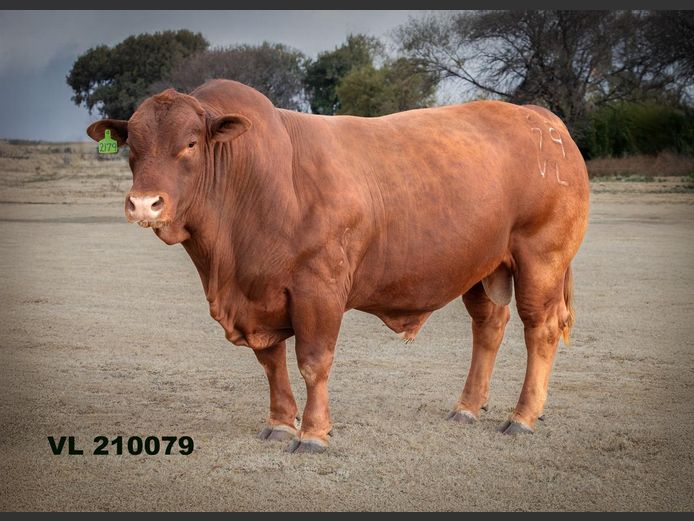 VL 210079 | T.D.J. VLOTMAN