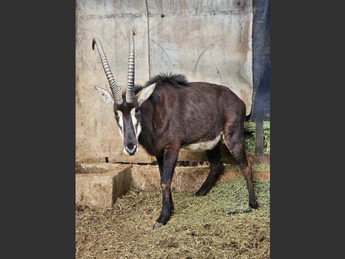 SABLE 43" | SCHALK VAN ZYL