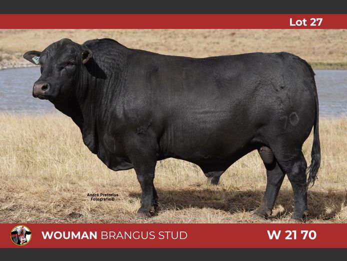 W2170 | WOUMAN BRANGUS