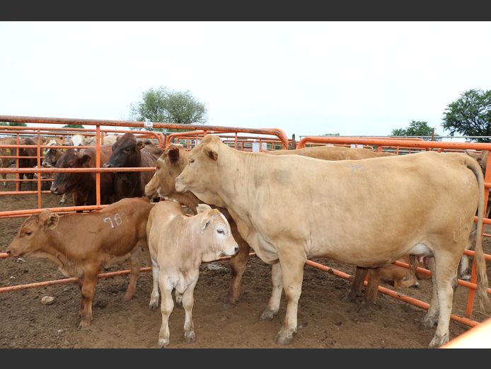 Commercial Animals | JP du Preez