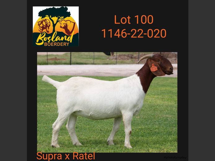 1146 22 0020 | BOSLAND BOERDERY