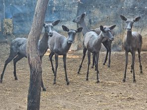 images