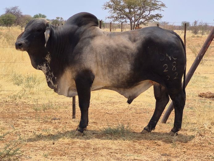 22-0028DNC | DANECO BRAHMAN STOET