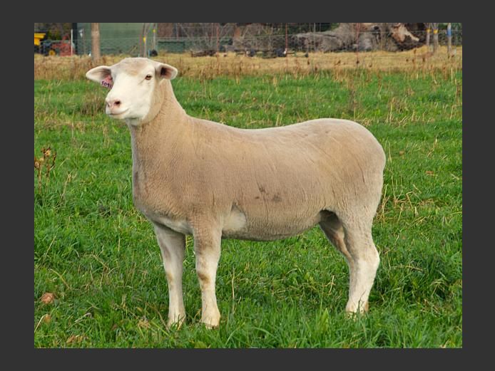WG 250091 | WILGERSTROOM BOERDERY