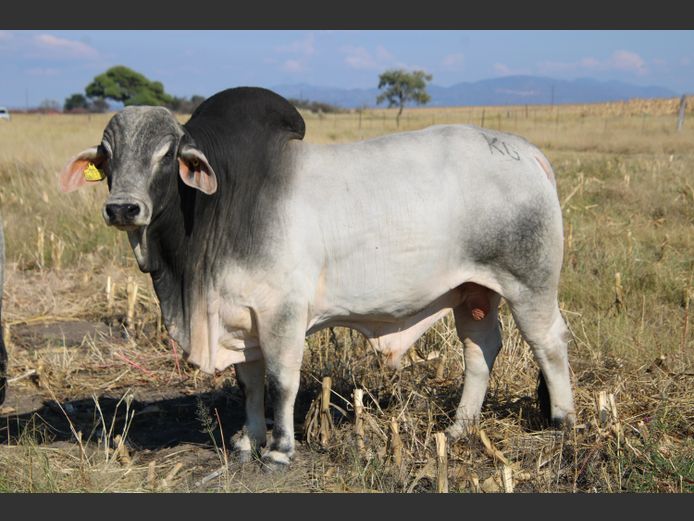 22-0060KG | MAKALANI BRAHMAN