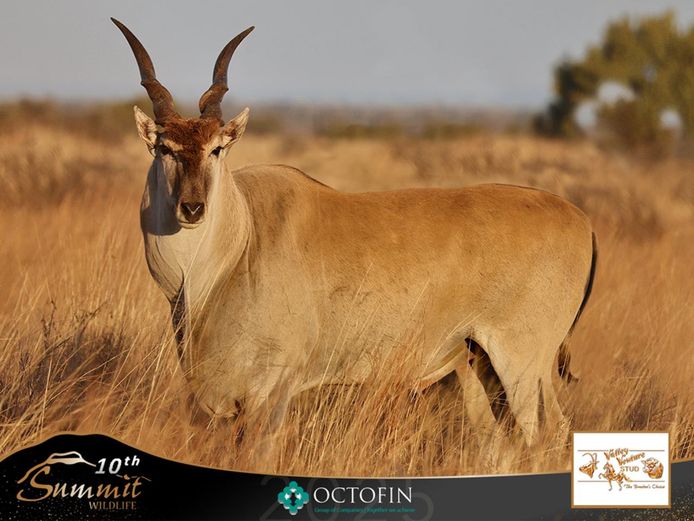 39" Eland Bull