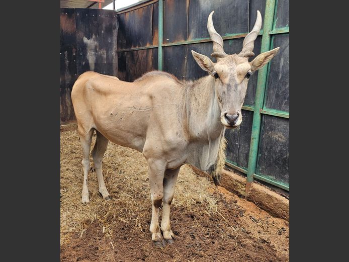 ELAND | M & E TRADERS