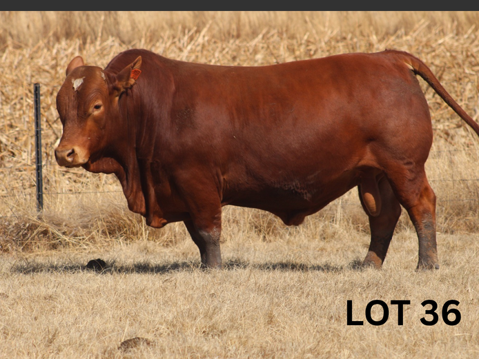 PM23 105 | Muirfontein Beefmasters