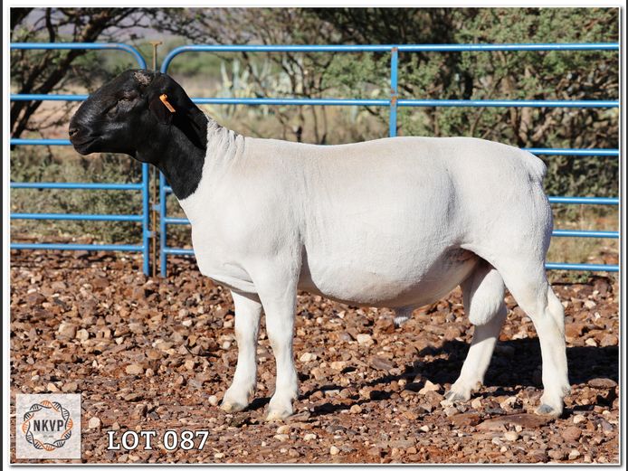 2052 24 0466 | LOUIS VAN RENSBURG, H/A LEEUPUT TRUST