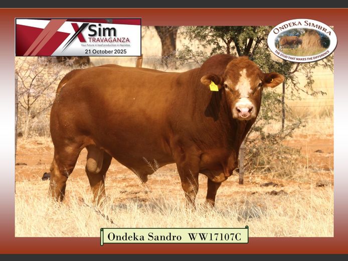 WW17107C | ONDEKA SIMBRA