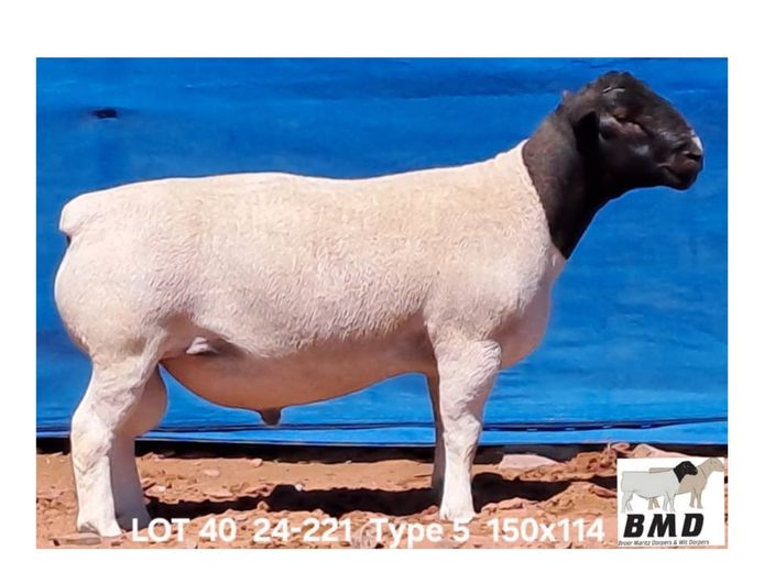 24-221 | BROER MARITZ DORPERS