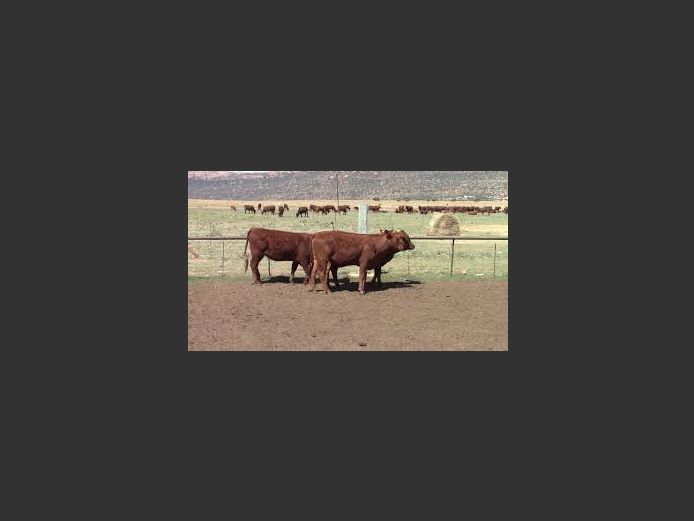 Commercial Females - Reygersdal