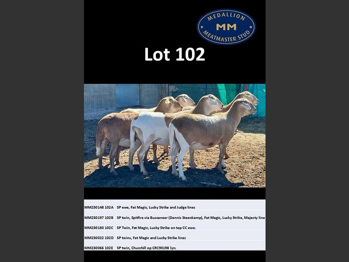 MM 230183 | MEDALLION MEATMASTER STOET