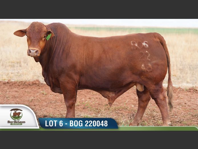 BOG 220048 | BEEF ON GRASS