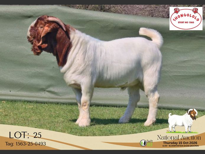 1563-25-0493 | Shongololo Boerbok stoet