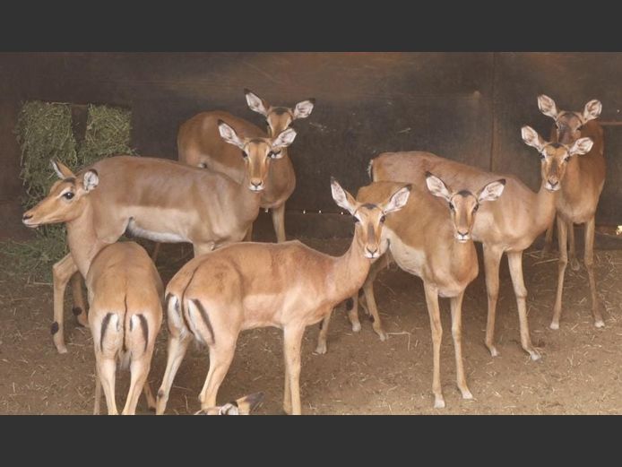 IMPALA