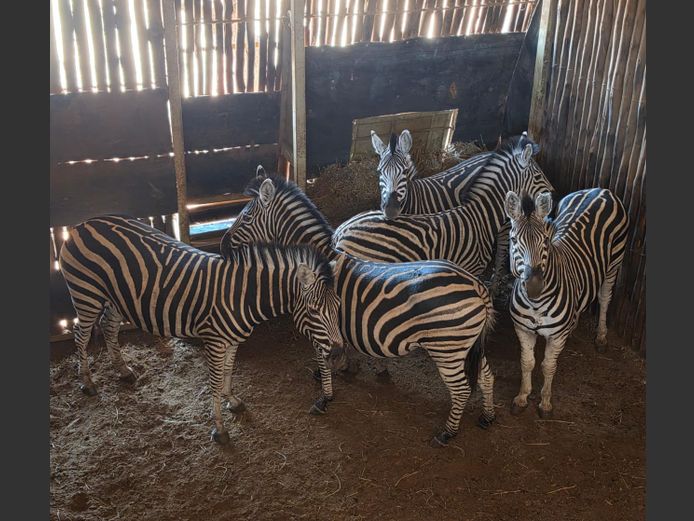 ZEBRA | NYLSVLEI GAME