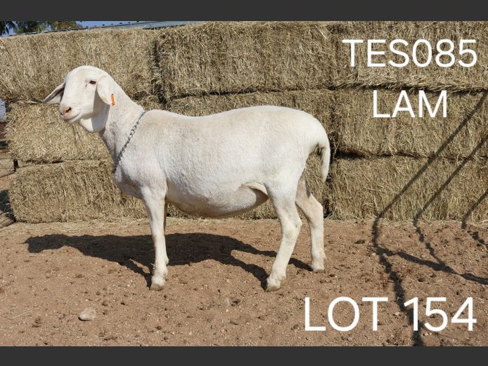 TES085 | I SPANGENBERG