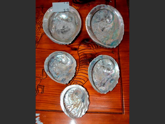 LOT OF 5: NATURAL IRIDESCENT ABALONE SHELLS
