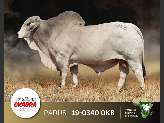 19-0340OKB | OKABRA BRAHMANS