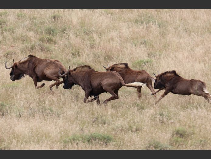 Black Wildebeest Bulls |  SANParks - Mountain Zebra National Park