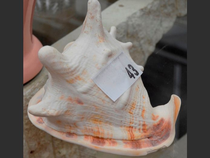 LARGE CONCH SHELL, 19.5 x 19 x 15cm