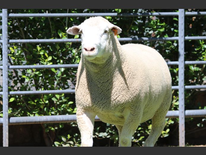 DZ 240016 | 2 STEYNS BOERDERY