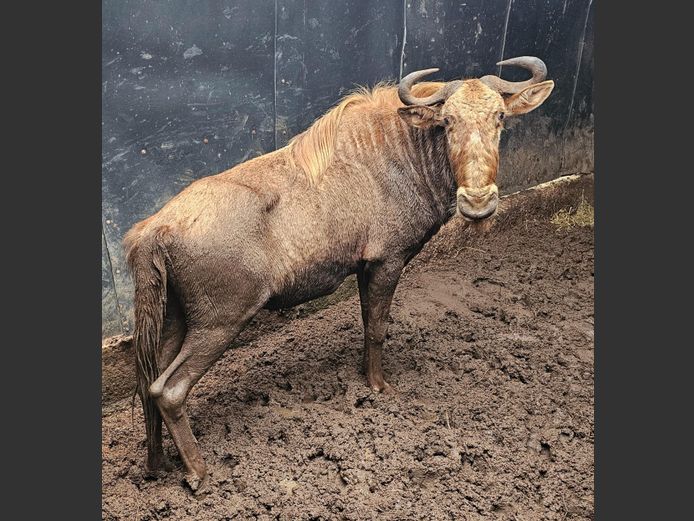 GOUE WILDEBEES | BUFFELSPOORT