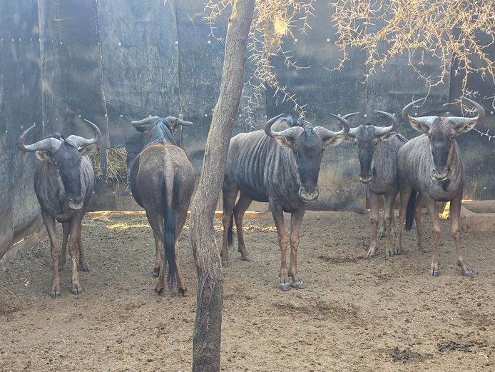 BLOUWILDEBEES | DITJABE WILDLIFE