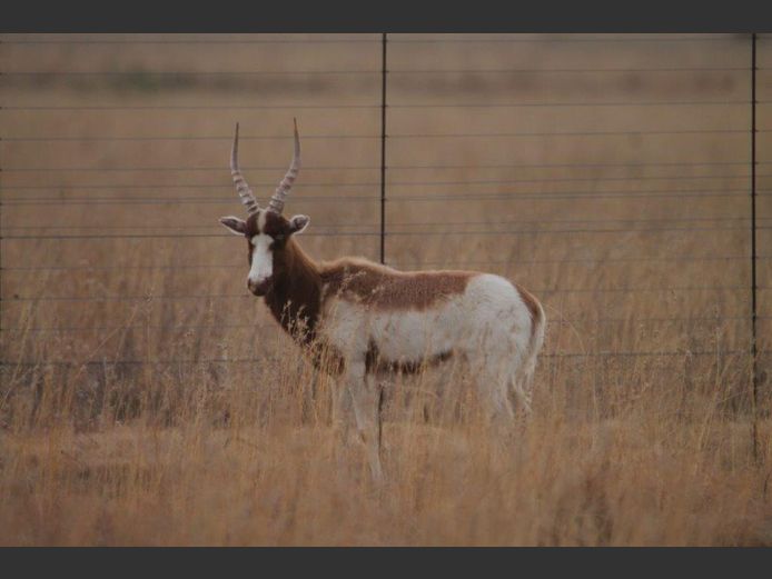 Blesbok Saddleback | Dries Minnaar 