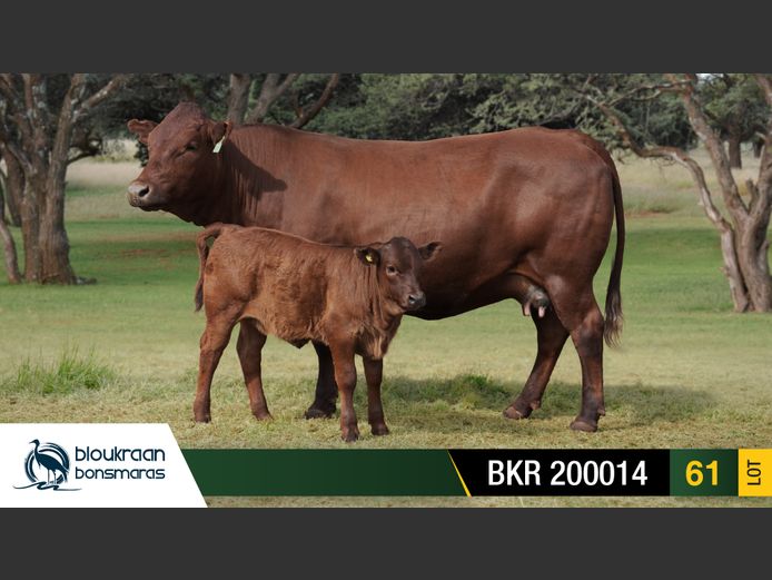BKR 200014 | BLOUKRAAN BONSMARAS