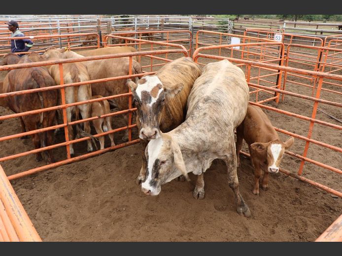 Commercial Animals | JP du Preez