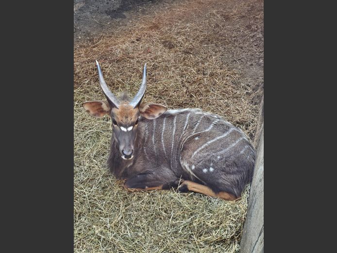 NYALA | KORO CREEK