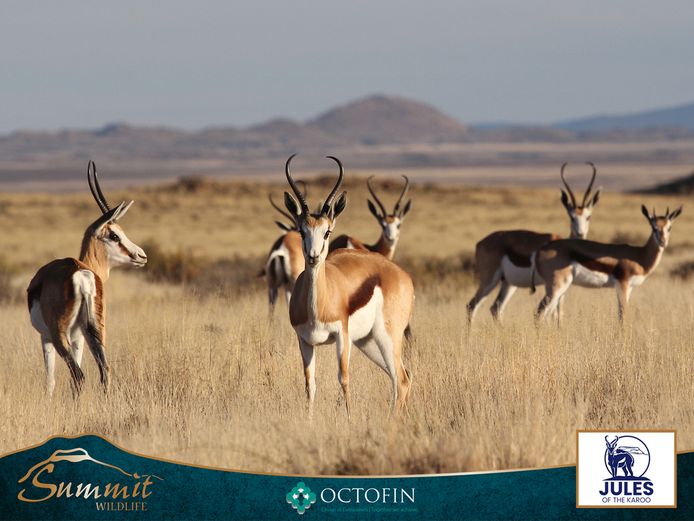13"+ SPRINGBOK EWES RW 20" RAMS
