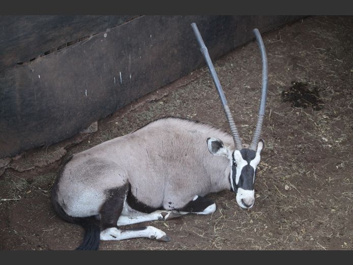 GEMSBOK