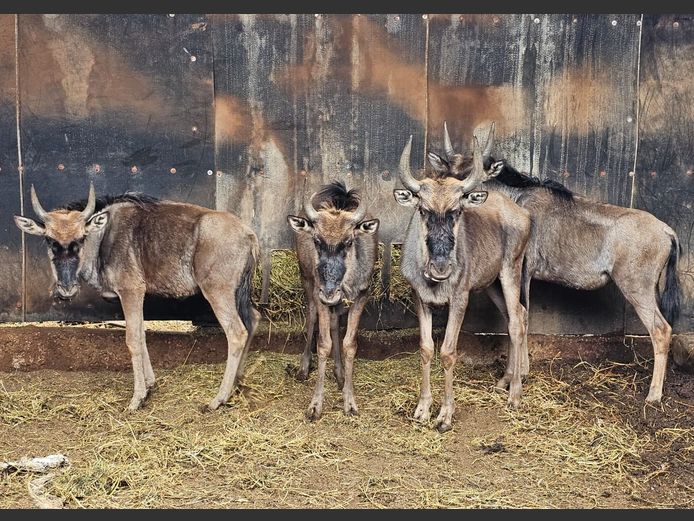 BLUE WILDEBEEST | ZEBULA