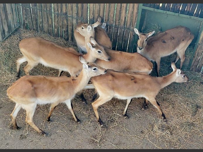 Lechwe | Lushoff