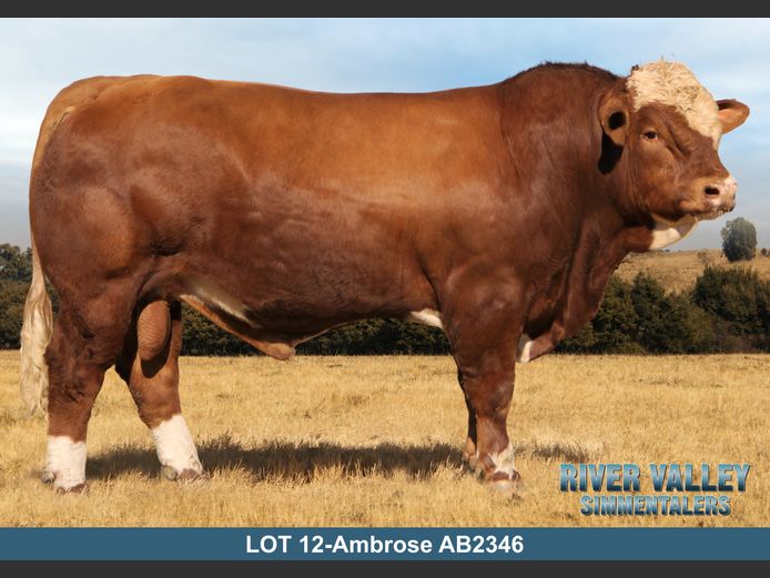 AB2346 | PA ABRAHAMSE
