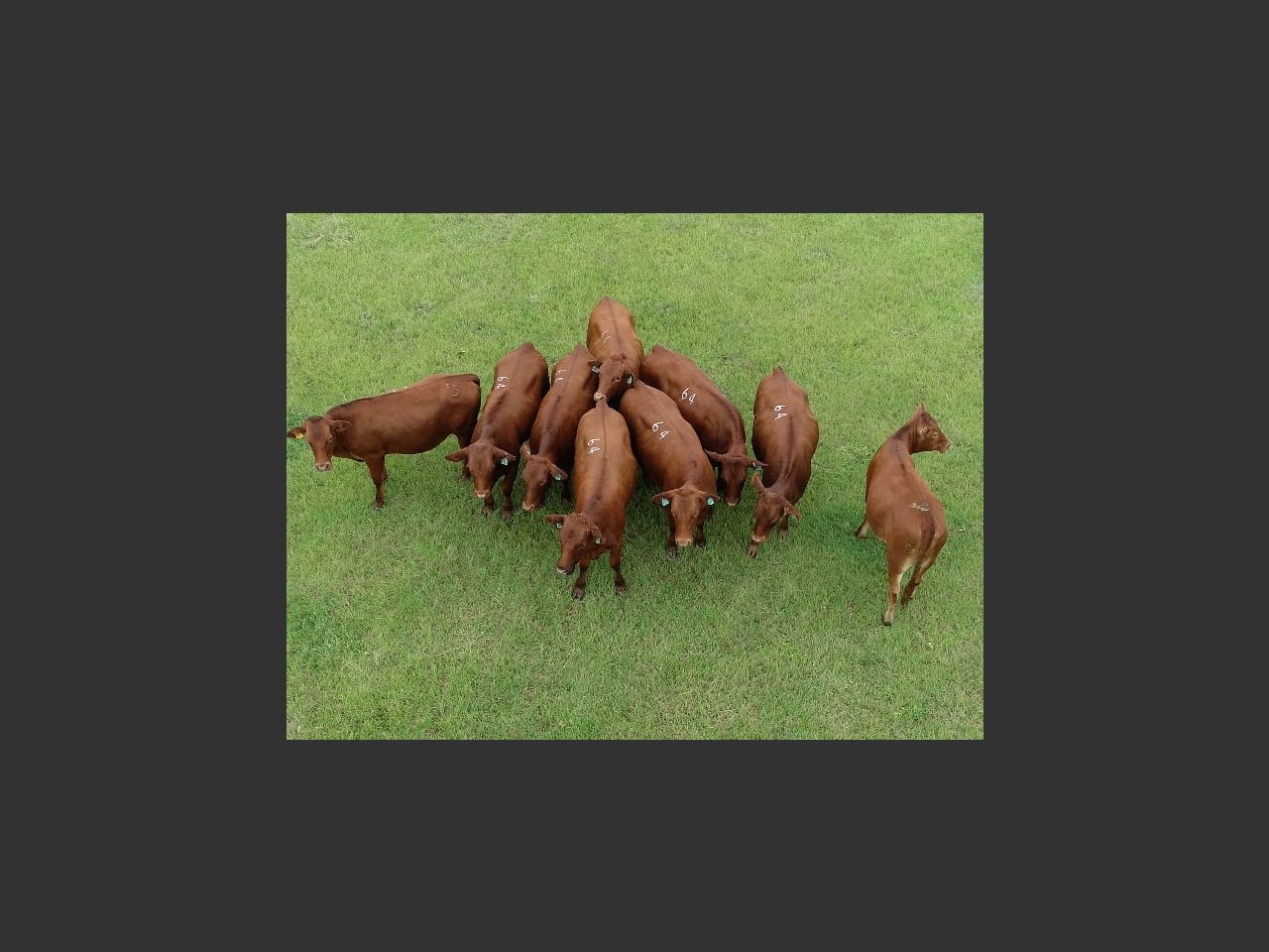 images
